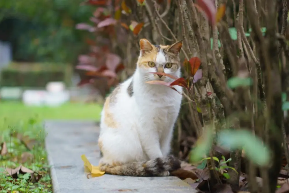 pawvolta cat pawvolta cat