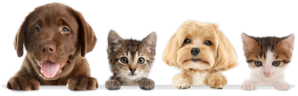 pet-friendly-travel-dogs-cats-pawvolta Παρέα από χαρούμενα σκυλάκια και γατάκια που περιμένουν για διακοπές με κατοικίδια στην Ελλάδα