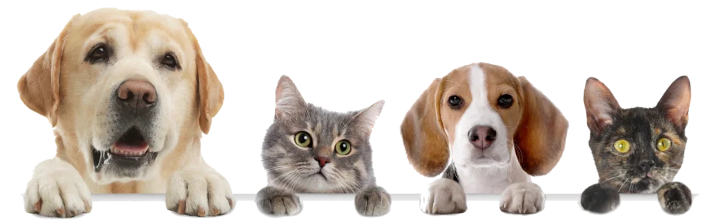 pet-friendly-travel-dogs-cats-pawvolta Παρέα από χαρούμενα σκυλάκια και γατάκια που περιμένουν για διακοπές με κατοικίδια στην Ελλάδα