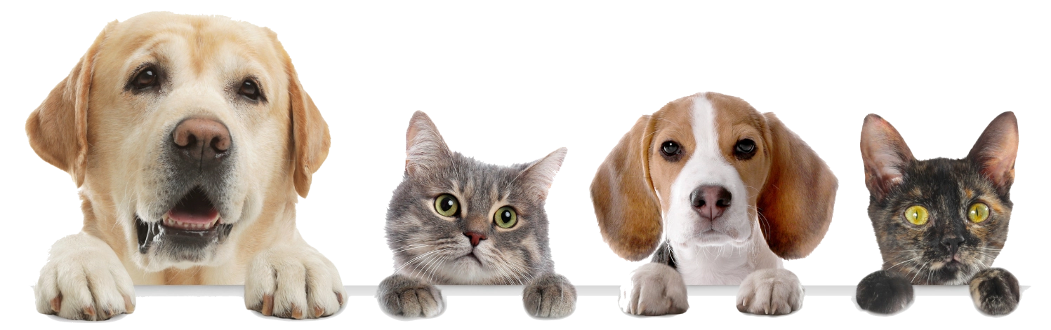 pet-friendly-travel-dogs-cats-pawvolta Παρέα από χαρούμενα σκυλάκια και γατάκια που περιμένουν για διακοπές με κατοικίδια στην Ελλάδα
