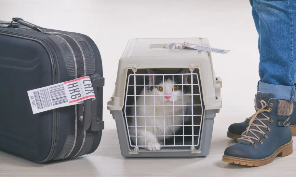 pawvolta gata klouvi metaforas Γάτα μέσα σε κλουβί μεταφοράς δίπλα σε ταξιδιωτική βαλίτσα με ετικέτες αεροδρομίου