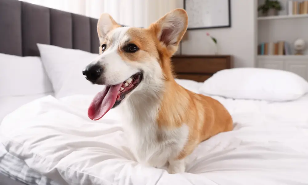 pawvolta pet friendly diamoni Σκύλος Corgi ξαπλωμένος σε λευκά σεντόνια pet-friendly ξενοδοχείου - PawVolta Προορισμοί και Διαμονή