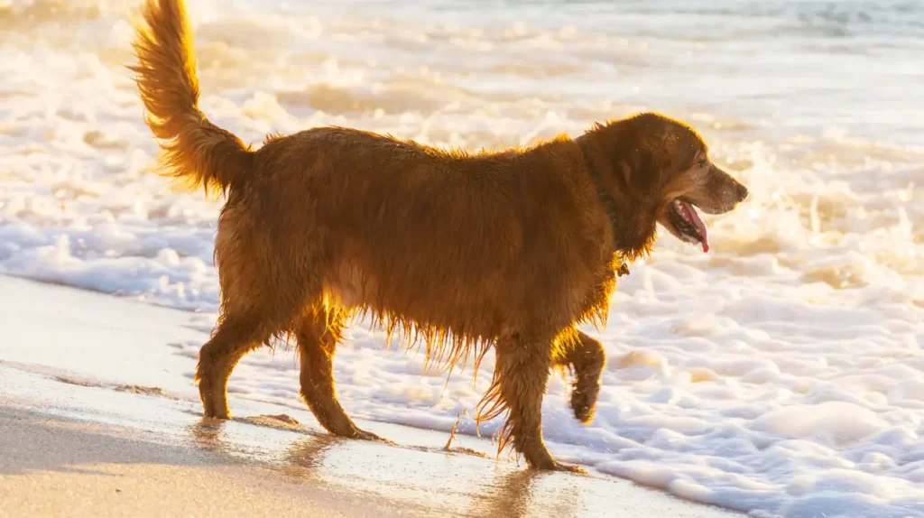 Χαρούμενος σκύλος Golden Retriever περπατάει στην αμμουδιά δίπλα στο κύμα κατά τη διάρκεια του ηλιοβασιλέματος. Σκύλος στη θάλασσα: Κίνδυνοι από ήλιο και άμμο