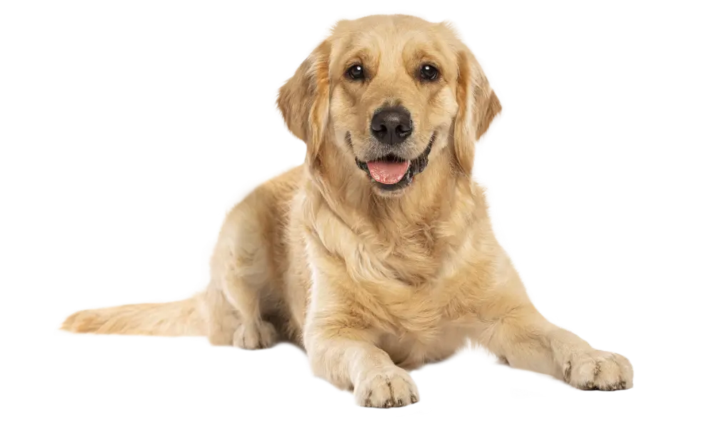 happy golden retriever newsletter pawvolta Χαρούμενος σκύλος Golden Retriever ξαπλωμένος με ανοιχτό στόμα, έτοιμος για ταξίδι και pet travel περιπέτειες