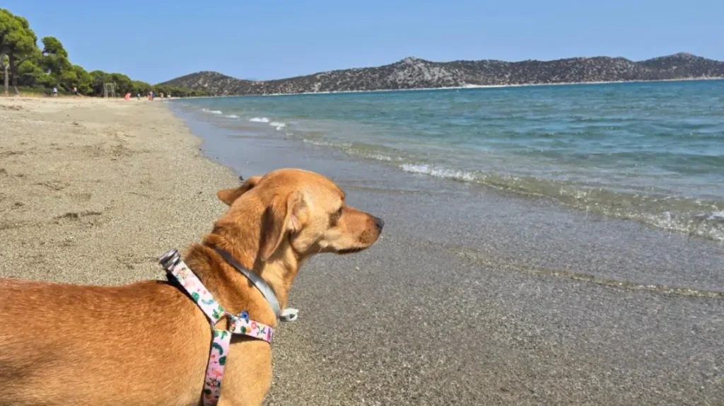 Μικρόσωμος ξανθός σκύλος με σαμαράκι στέκεται στην αμμουδιά της παραλίας Σχοινιά δίπλα στη θάλασσα
