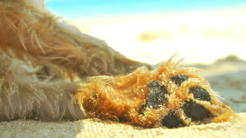 dog paw pads summer sand Κοντινό macro πλάνο στα πατούσια και τα πέλματα σκύλου καλυμμένα με άμμο στην παραλία.