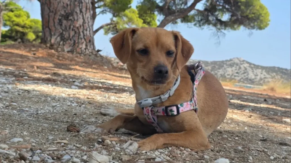 dog resting under pine trees schinias Σκύλος ξαπλωμένος στη σκιά των πεύκων στο δάσος του Σχοινιά
