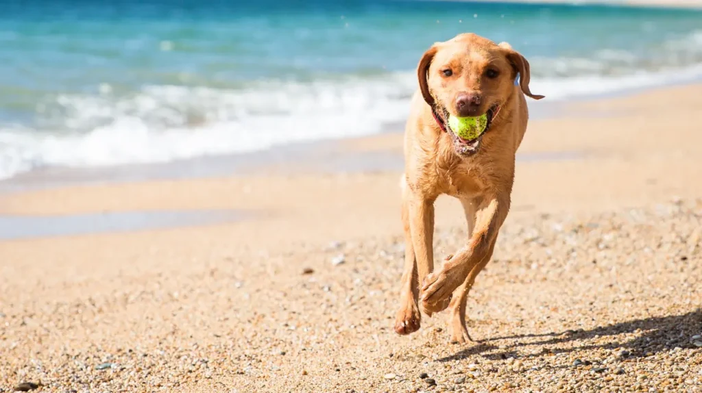 dog running on beach with ball Σκύλος Λάμπραντορ τρέχει χαρούμενος στην αμμουδιά κρατώντας μια μπάλα τένις στο στόμα.