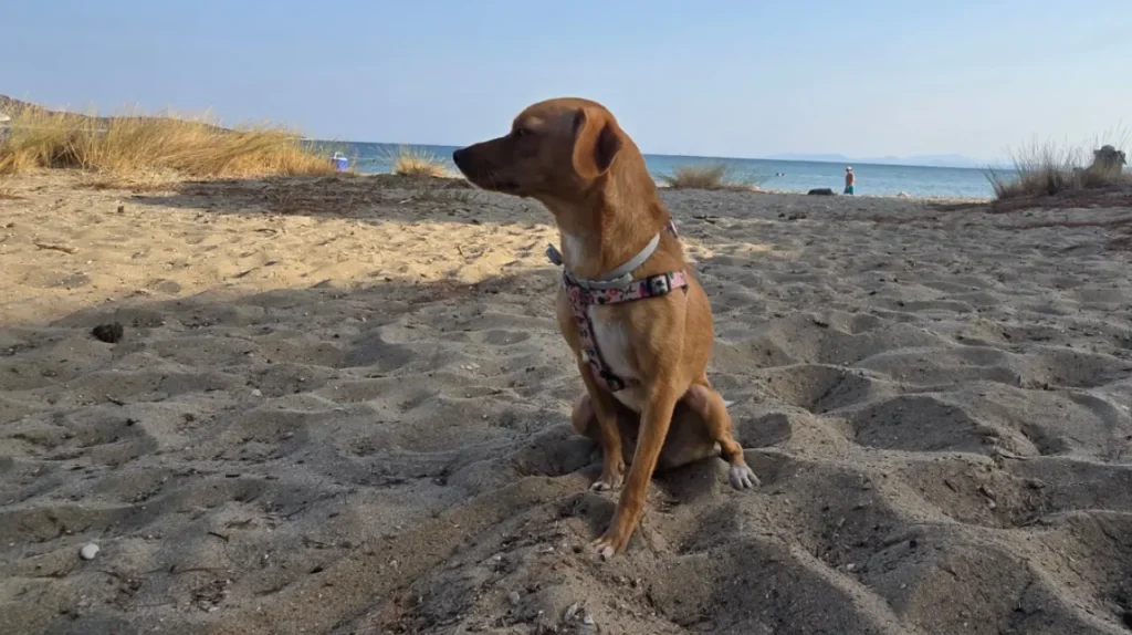 dog sitting on sand schinias beach Ξανθός σκύλος καθισμένος στην άμμο στην παραλία Σχοινιά