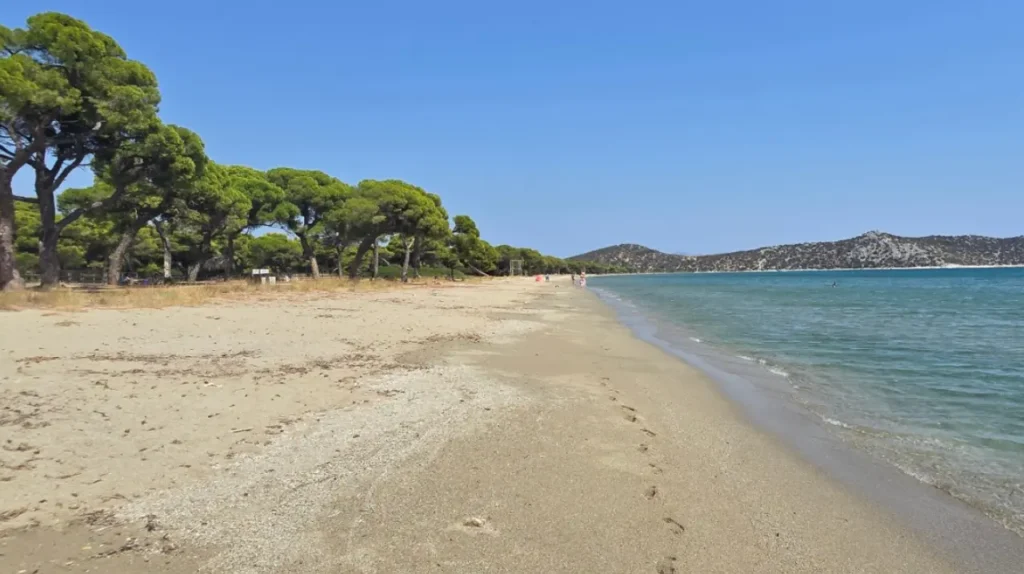 schinias beach landscape with trees Η αχανής παραλία του Σχοινιά με το πευκοδάσος και τη θάλασσα