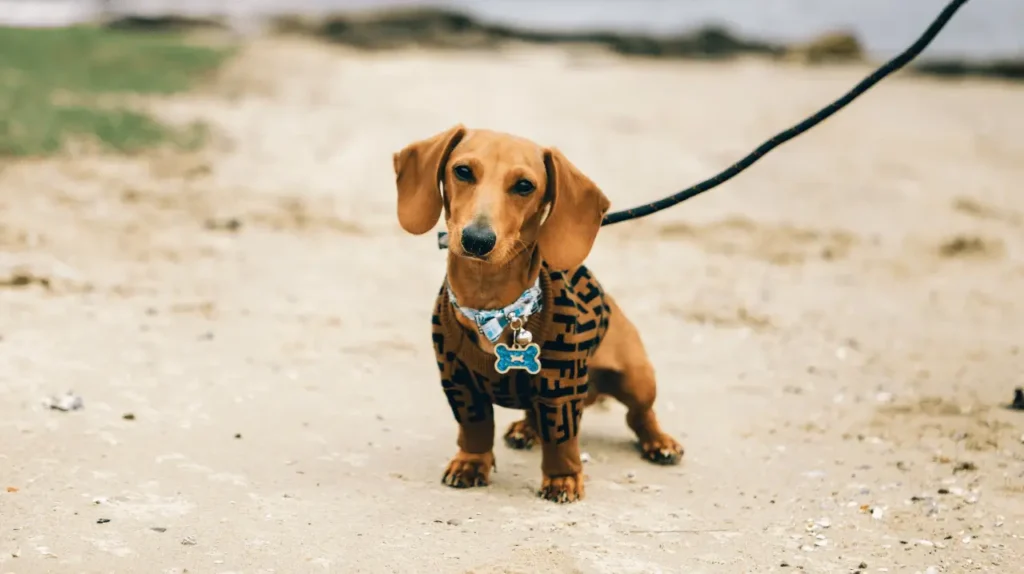 Skylos Dachshund Paralia Volta 1024x574