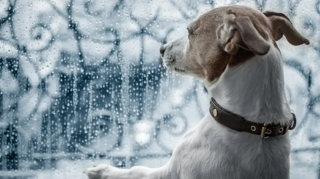 Jack Russell που κοιτάζει έξω από βρεγμένο παράθυρο με σταγόνες βροχής