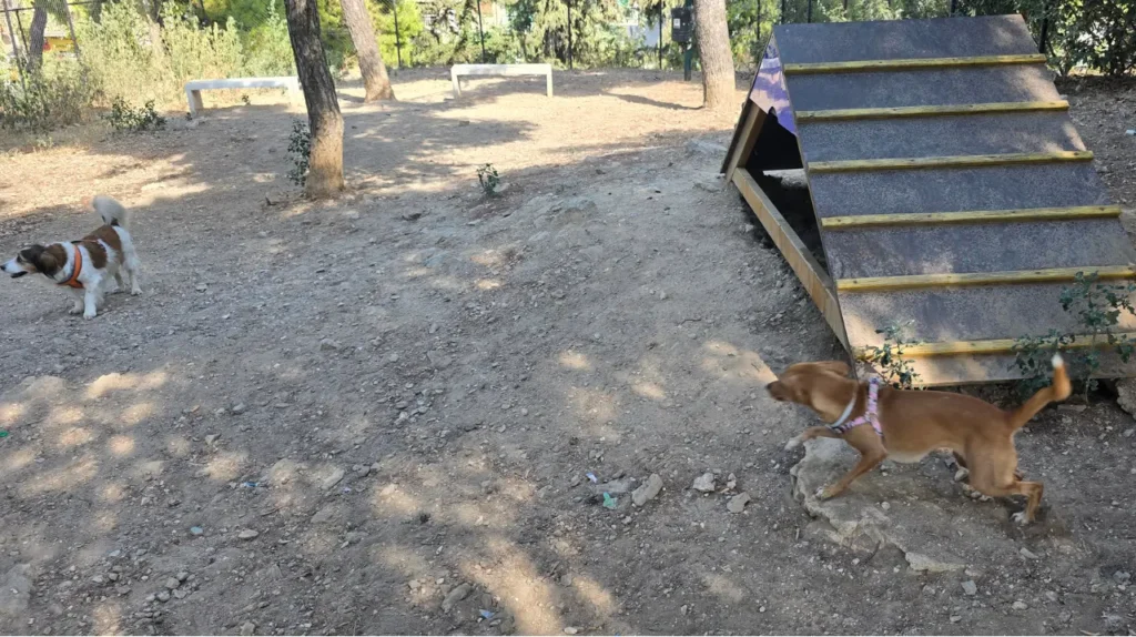 Σκύλοι που παίζουν δίπλα σε ξύλινο ράμπα agility στο πάρκο σκύλων στον Λόφο Λαμπράκη