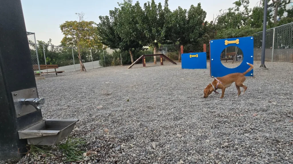 Σκύλος στο υπόστρωμα με χαλίκι δίπλα στην ειδική ποτίστρα στο dog park στο Σεραφείο