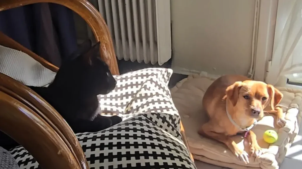 black cat chair dog cushion home Μαύρη γάτα σε πολυθρόνα και καφέ σκύλος σε μαξιλάρι δαπέδου