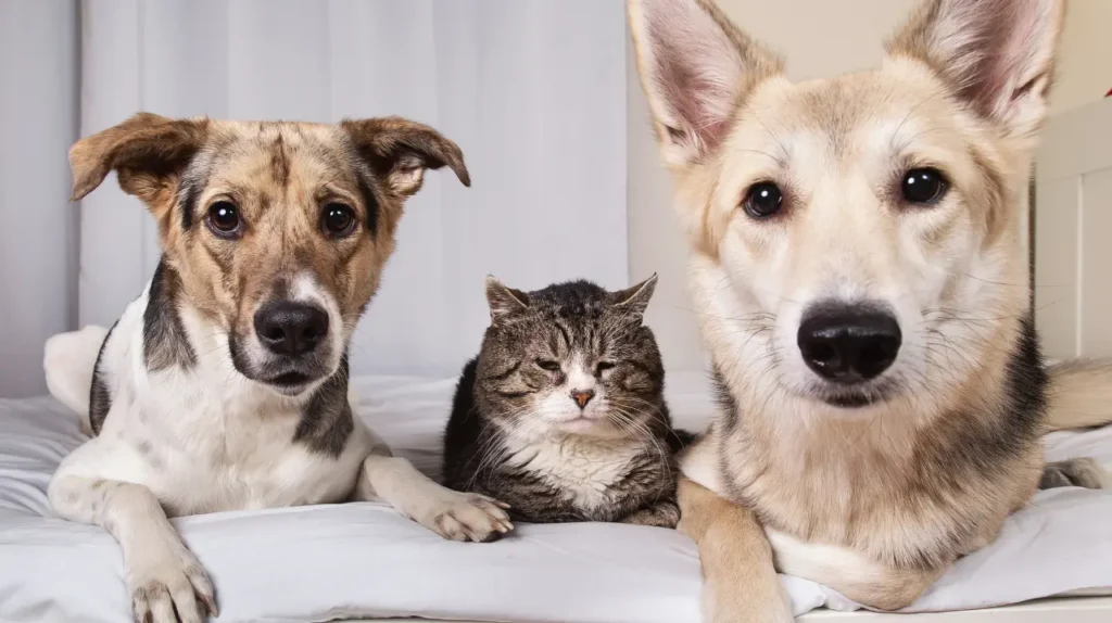 dogs and cat together indoors animal welfare Δύο σκύλοι και μία ραβδωτή γάτα ξαπλωμένοι μαζί σε λευκό σεντόνι