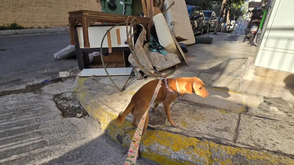 kindynoi sto pezodromio sti volta me skylo Μικρόσωμος καφέ σκύλος με ροζ στηθόδεσμο που στέκεται στο πεζοδρόμιο δίπλα σε πεταμένα ογκώδη αντικείμενα