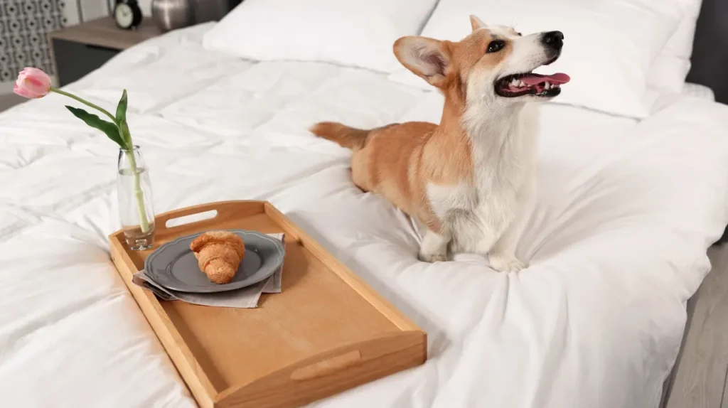 Σκύλος Corgi σε κρεβάτι pet-friendly ξενοδοχείου με δίσκο πρωινού