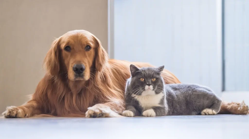 pet owner sharing attention dog cat σκύλος Golden Retriever και γκρίζα γάτα ξαπλωμένοι αρμονικά δίπλα-δίπλα