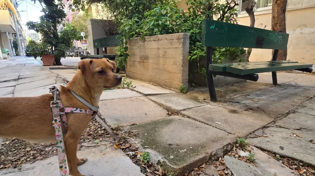 Μικρόσωμος καφέ σκύλος σε στάση προσοχής στο πεζοδρόμιο δίπλα σε παγκάκι και πράσινο παρτέρι