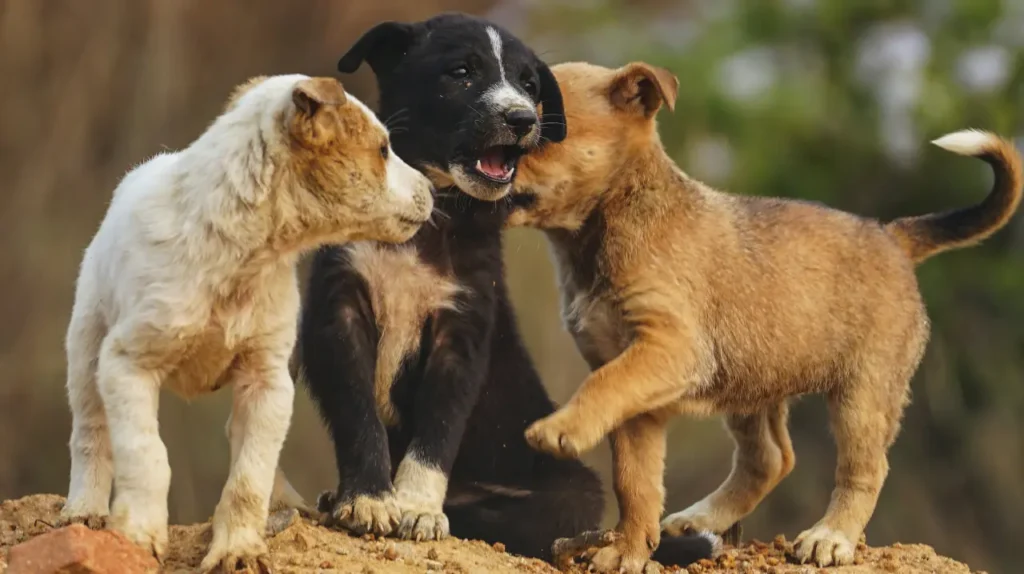 stray puppies playing outdoors world animal day Τρία μικρά αδέσποτα κουτάβια που παίζουν μαζί έξω στο ύπαιθρο